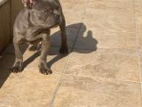 Erkek Blue French Bulldog