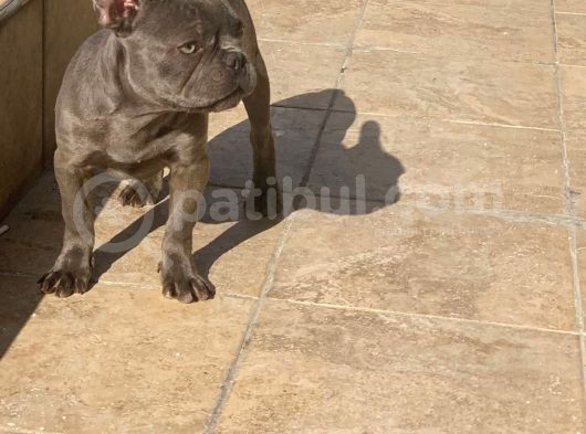 Erkek Blue French Bulldog görsel