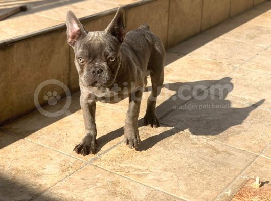 Erkek Blue French Bulldog görsel