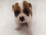 İngiliz Bulldog Dişi Bebek