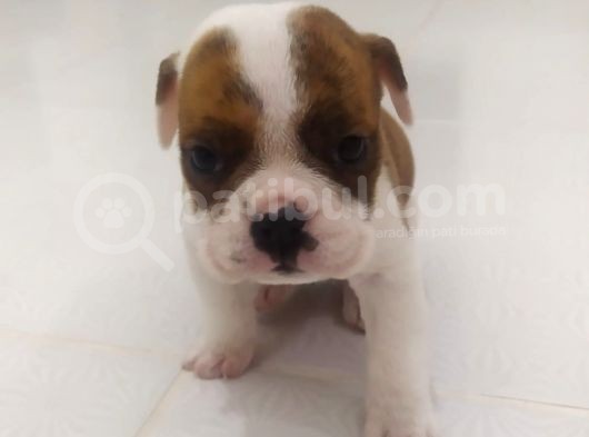 İngiliz Bulldog Dişi Bebek görsel