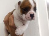 İngiliz Bulldog Dişi Bebek