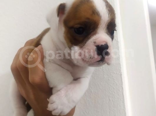 İngiliz Bulldog Dişi Bebek görsel