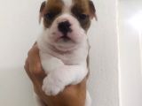 İngiliz Bulldog Dişi Bebek