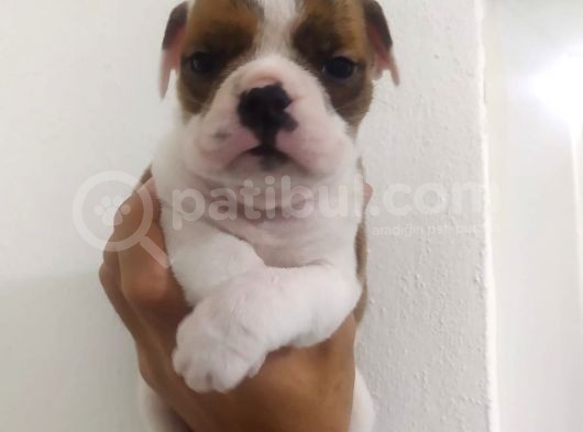 İngiliz Bulldog Dişi Bebek görsel
