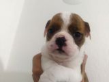 İngiliz Bulldog Dişi Bebek