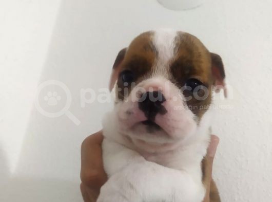 İngiliz Bulldog Dişi Bebek