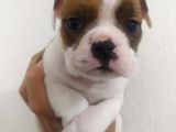 İngiliz Bulldog Dişi Bebek
