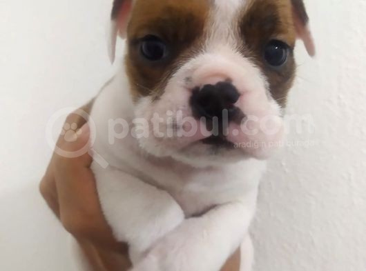 İngiliz Bulldog Dişi Bebek görsel