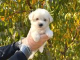 Kar Beyaz Maltese Terrier Yavrularımız