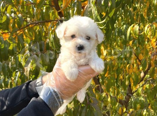 Kar Beyaz Maltese Terrier Yavrularımız görsel