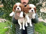 Irk Garanti̇li̇ Cavali̇er Ki̇ng Charles Bebekleri̇mi̇z