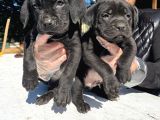 Secereli̇ Babadan Cane Corso Yavrularimiz