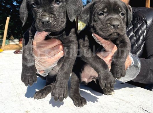 Secereli̇ Babadan Cane Corso Yavrularimiz görsel