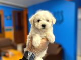 Kar Beyaz Maltese Terrier Yavrularımız