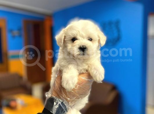 Kar Beyaz Maltese Terrier Yavrularımız görsel