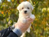 Kar Beyaz Maltese Terrier Yavrularımız