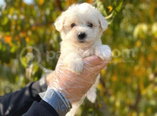 Kar Beyaz Maltese Terrier Yavrularımız görsel