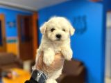Kar Beyaz Maltese Terrier Yavrularımız