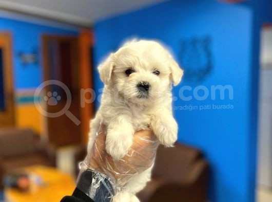 Kar Beyaz Maltese Terrier Yavrularımız görsel