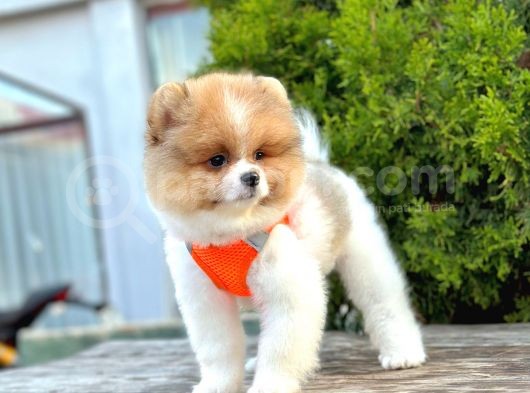 Safkan Teddy Bear Pomeranian Boo Yavrularımız görsel