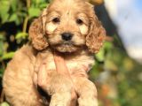 Babyface Maltipoo Yavrumuz
