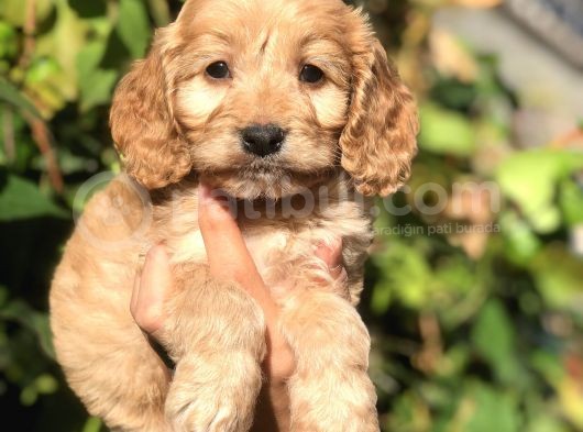 Babyface Maltipoo Yavrumuz görsel