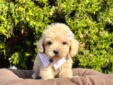Dizayn Irk Sevimli Maltipoo Yavrular