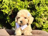 Dizayn Irk Sevimli Maltipoo Yavrular