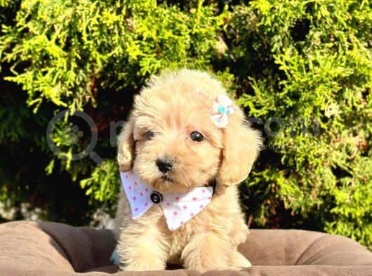 Dizayn Irk Sevimli Maltipoo Yavrular görsel