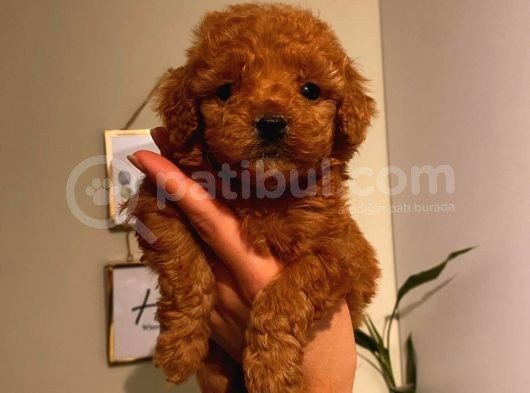 Muhteşem Poodle Bebeklerimiz görsel
