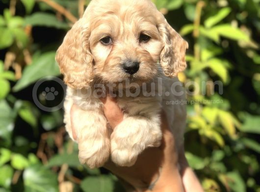 Orjinal Maltipoo görsel