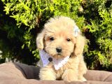 Dizayn Irk Sevimli Maltipoo Yavrular