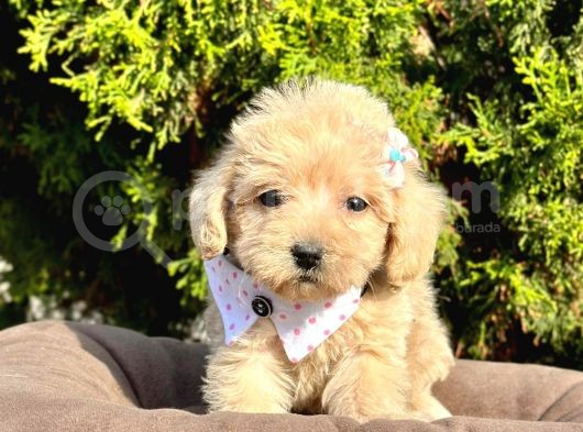 Dizayn Irk Sevimli Maltipoo Yavrular