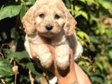 Orjinal Maltipoo