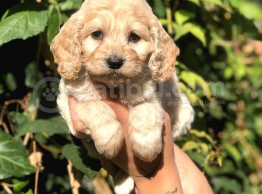 Orjinal Maltipoo