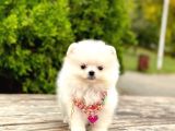 Teddy Face Boo Pomeranian Yavrular