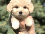 Babyface Orjinal Mokie