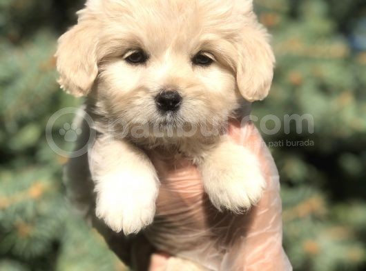 Babyface Orjinal Mokie