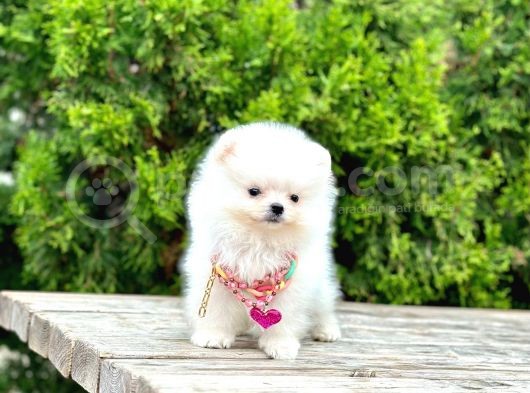 Teddy Face Boo Pomeranian Yavrular görsel