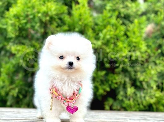 Teddy Face Boo Pomeranian Yavrular görsel