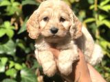Orjinal Maltipoo