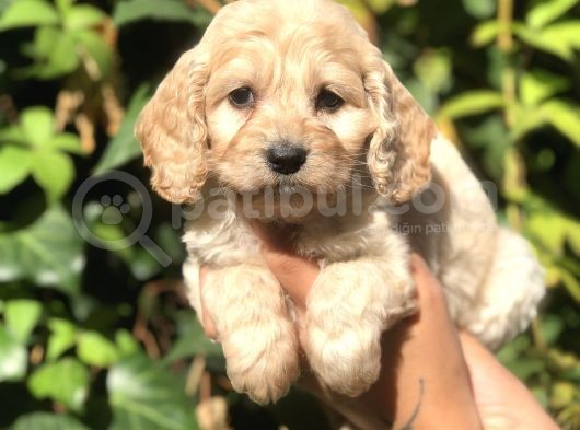 Orjinal Maltipoo görsel