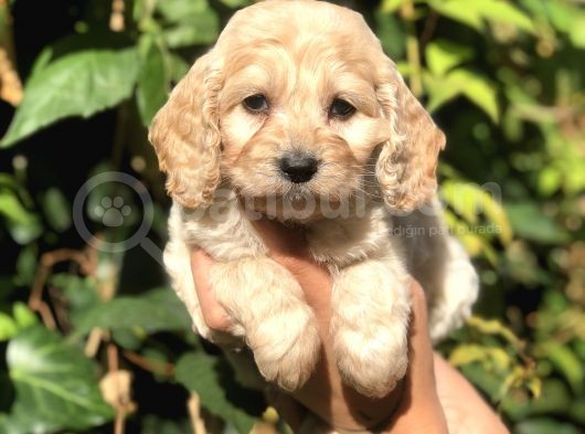 Orjinal Maltipoo görsel