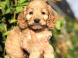 Babyface Maltipoo Yavrumuz