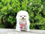 Teddy Face Boo Pomeranian Yavrular