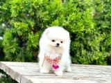 Safkan Teddy Bear Pomeranian Boo Yavrularımız