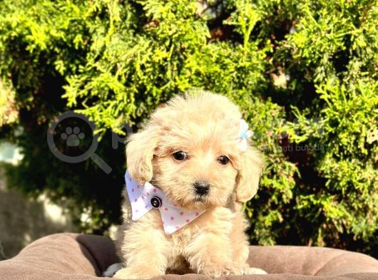 Dizayn Irk Sevimli Maltipoo Yavrular görsel
