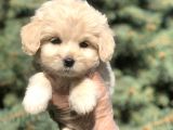 Babyface Orjinal Mokie