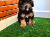Özel Renk Blacktan Maltipoo Yavrumuz